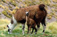Llama and Mama