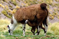 Llama and Mama