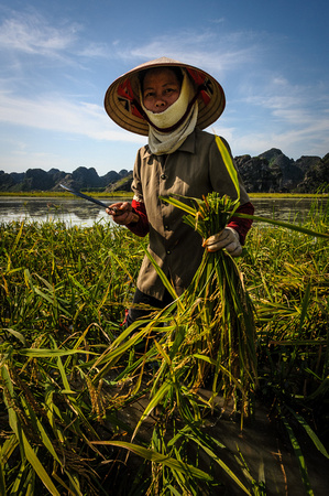 Ninh Binh Rice Harvesting